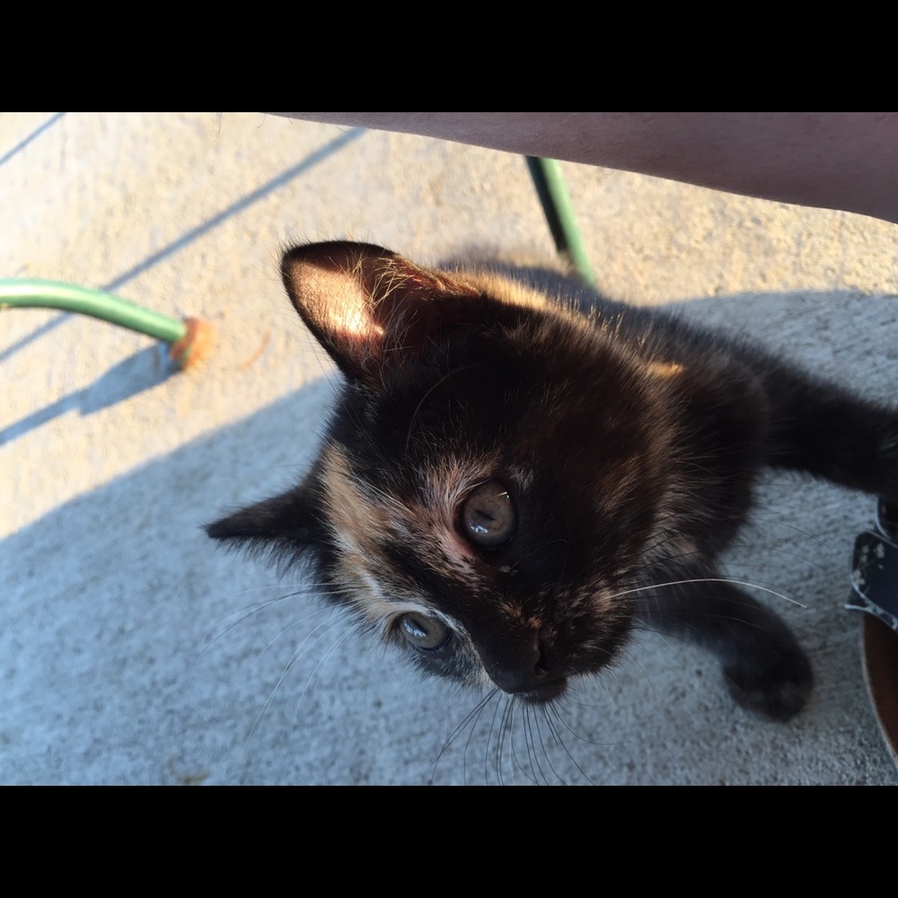 My cat Funnyface.